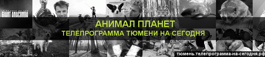 Телепрограмма на сегодня канала Анимал Планет, Тюмень